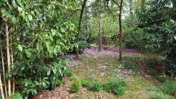 Cestas bourg, terrain à vendre